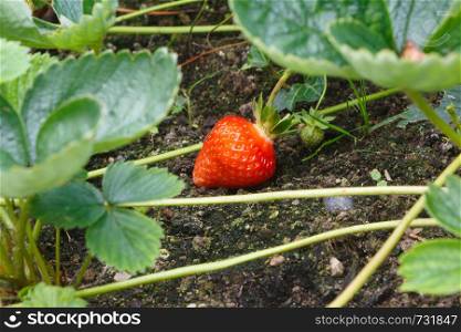 Little strawberry ripening in a vegetable garden during spring