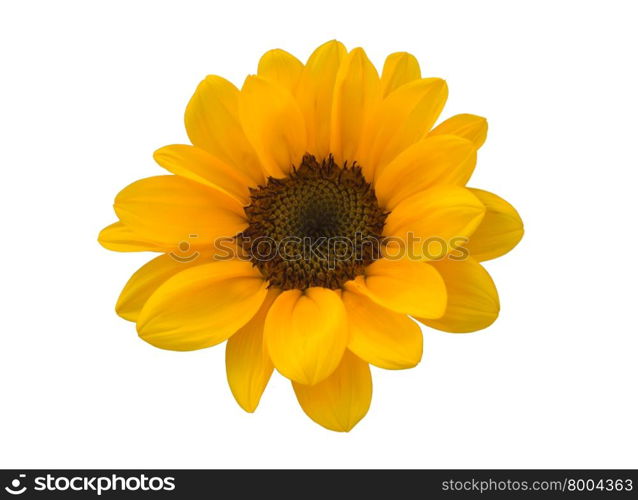 Little Sunflower on White Background, Roi Et Thailand