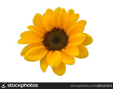 Little Sunflower on White Background, Roi Et Thailand
