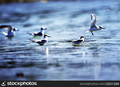 Little tern