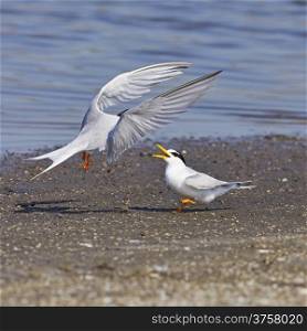 Little Tern (Sternula albifrons) feeding fish each others in the hatching season on the seashore