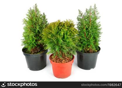 Little thuja and cypress in flower pots isolated on white background.