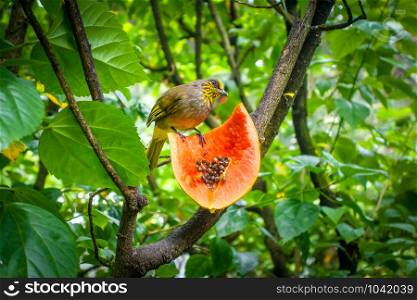 Little tropical bird eating a fruit in jungle. Little tropical bird eating a fruit