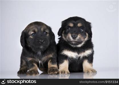 Little two dogs on a white background
