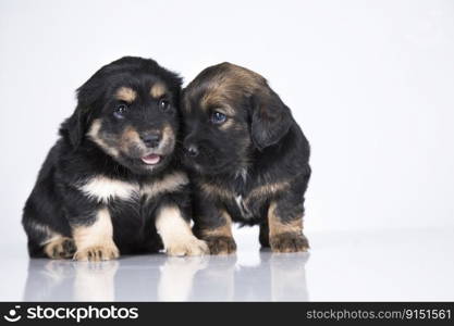 Little two dogs on a white background