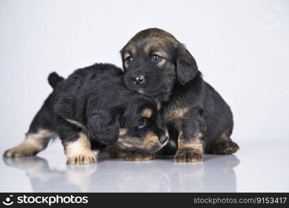 Little two dogs on a white background