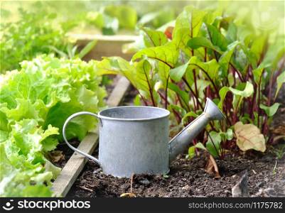 little watering can on seedlings and lettuce in a garden