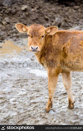 little wet red calf looks into camera