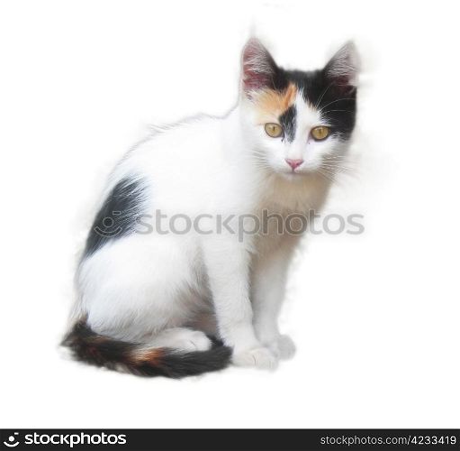 Little white and black kitty sitting on the white background