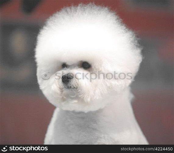 little white Bichon Frise sits and stares into the camera. Bichon Frise