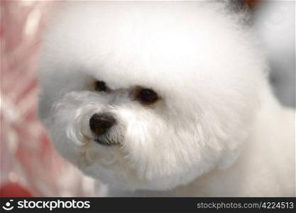 little white Bichon Frise sits and stares into the camera. Bichon Frise