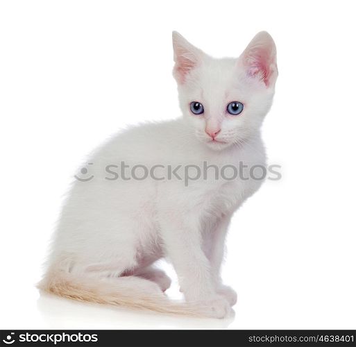 Little white cat with blue eyes isolated