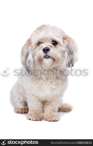 little white dog. little white dog in front of a white background
