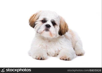 little white dog. little white dog in front of a white background