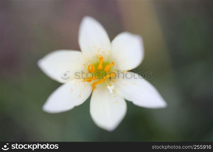 Little white flower