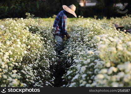 Little white flower in garden