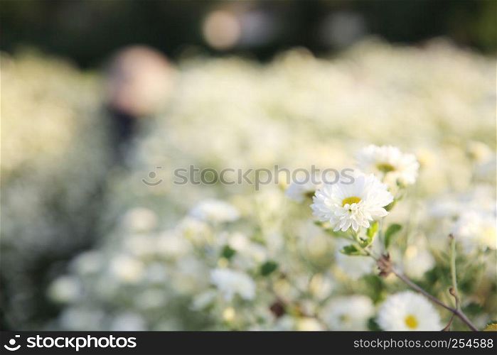 Little white flower in garden