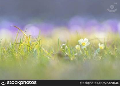 Little white flower in the grass by sprintime with nice bokeh. Little white flower in the grass with nice bokeh