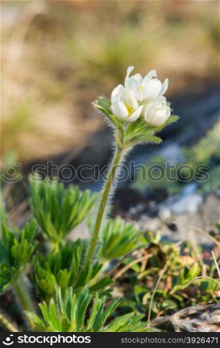 little white flowers growt on top of the mountain