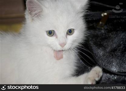 little white kitten giving his tongue out