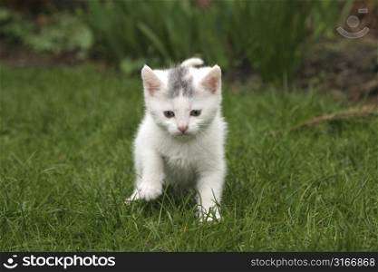 Little white kitten in the garden