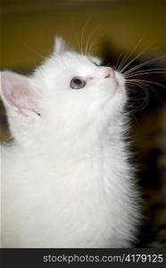 little white kitten looking up