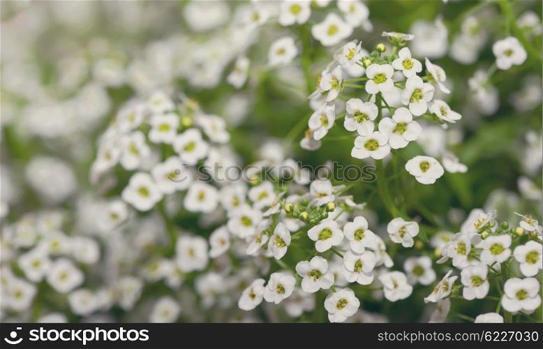 Little white Lobularia Maritima flowers - sweet alyssum