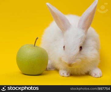little white rabbit with the apple on a yellow background
