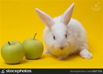 little white rabbit with the apple on a yellow background
