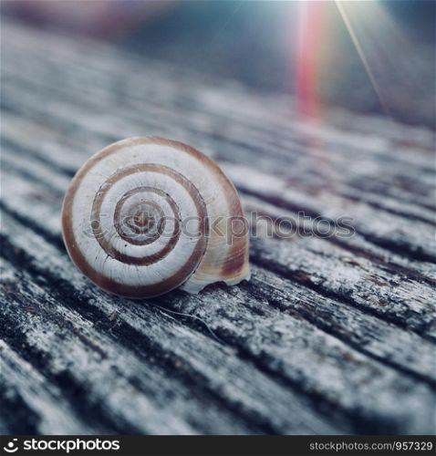 little white snail in the nature
