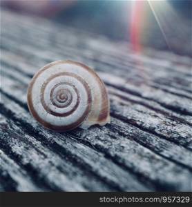 little white snail in the nature