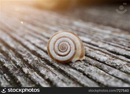 little white snail on the ground in the nature