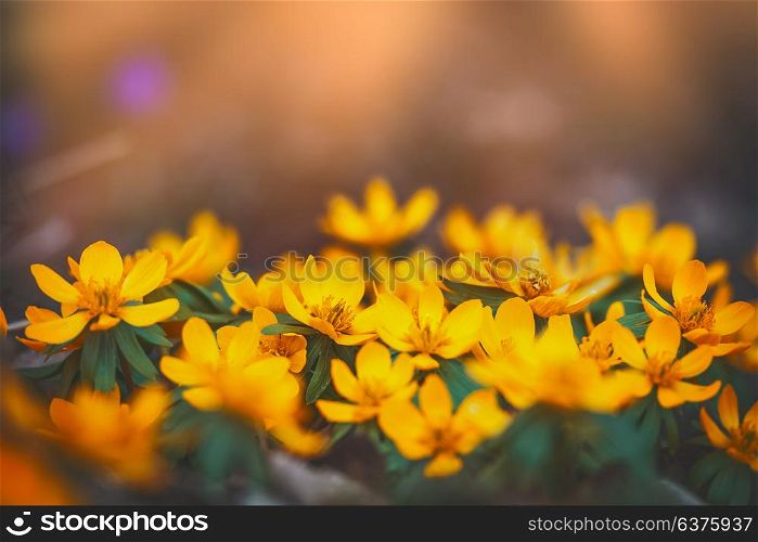 Little yellow buttercup blooming, wild flowers at sunset, outdoor nature