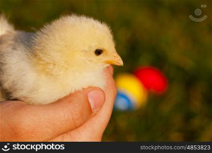 Little yellow chicken in palms against green background