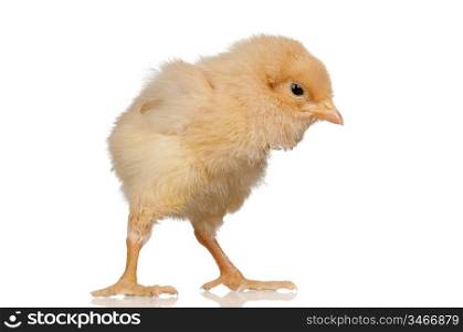 Little yellow chicken isolated on white background