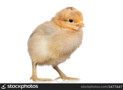 Little yellow chicken isolated on white background