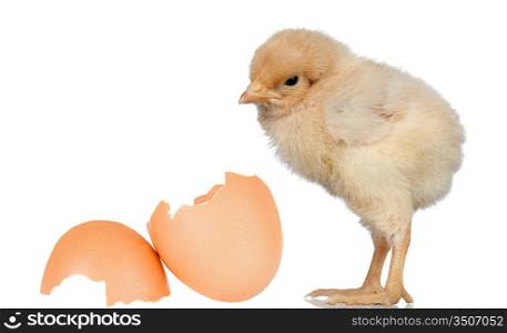 Little yellow chicken isolated with a egg on white background