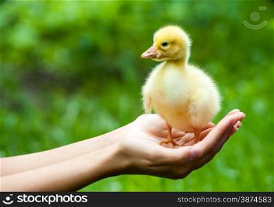 Little yellow duckling on human hands