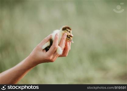 little yellow ducklings in the hands of woman. two small ducklings on the hands. closeup, with blurred background, outdoors. two small ducklings on the hands. little yellow ducklings in the hands of woman. closeup, with blurred background, outdoors
