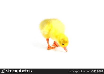 Little yellow fluffy duckling isolated on white