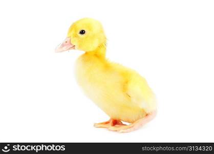 Little yellow fluffy duckling isolated on white