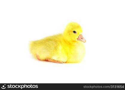 Little yellow fluffy duckling sitting isolated