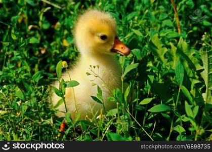 little yellow goose on a green lawn
