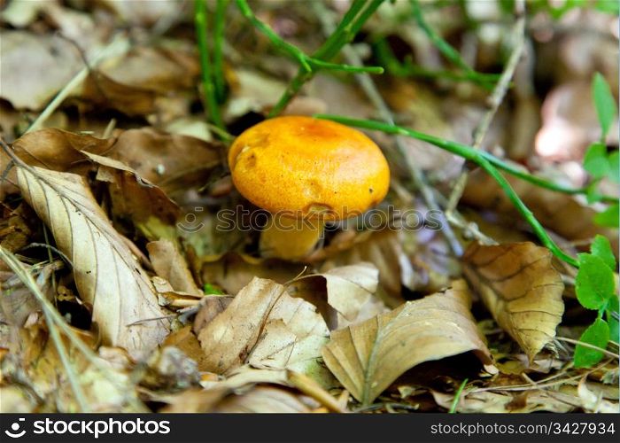 little yellow mushroom - italian Alps