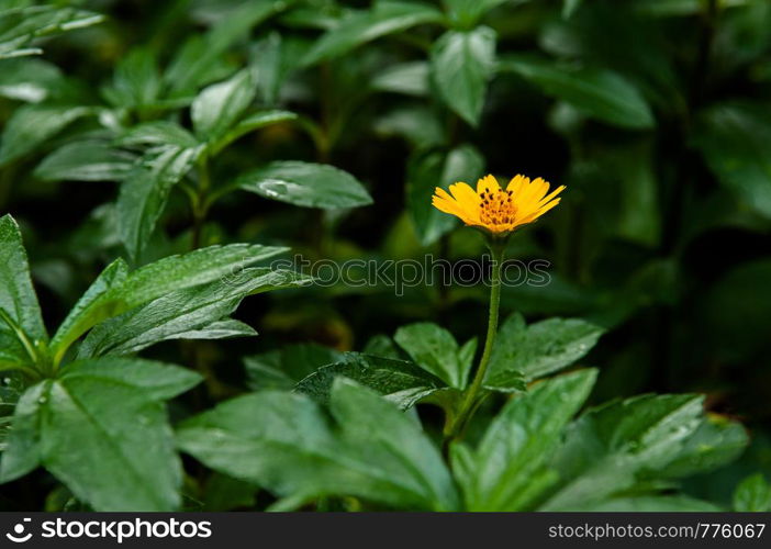 Little yellow Singapore daisy with green lush leaves background - close up flower shot