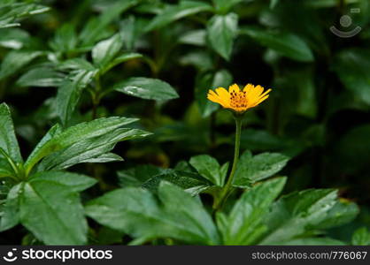 Little yellow Singapore daisy with green lush leaves background - close up flower shot