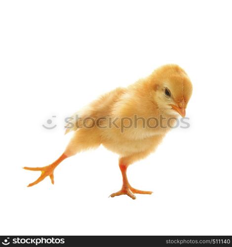 little yellow young baby chick excercise yoka isolated on white background