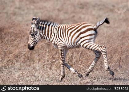 Little Zebra foal running very clumsily through the grassland inside the Ngorongoro Crater of Tanzania.