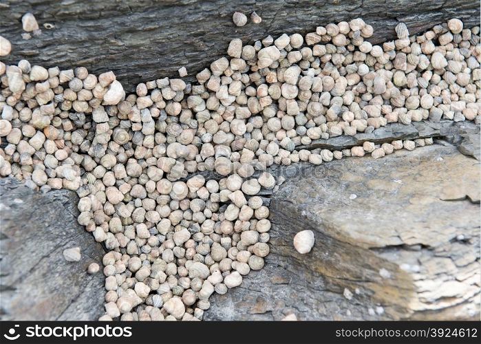 Littorina snails. Littorina or periwinkles snails in the rocky tidal zone of south korea at low tide