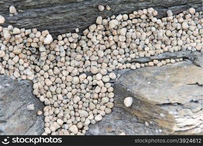 Littorina snails. Littorina or periwinkles snails in the rocky tidal zone of south korea at low tide